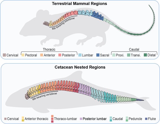 New paper on vertebral regionalization in cetaceans